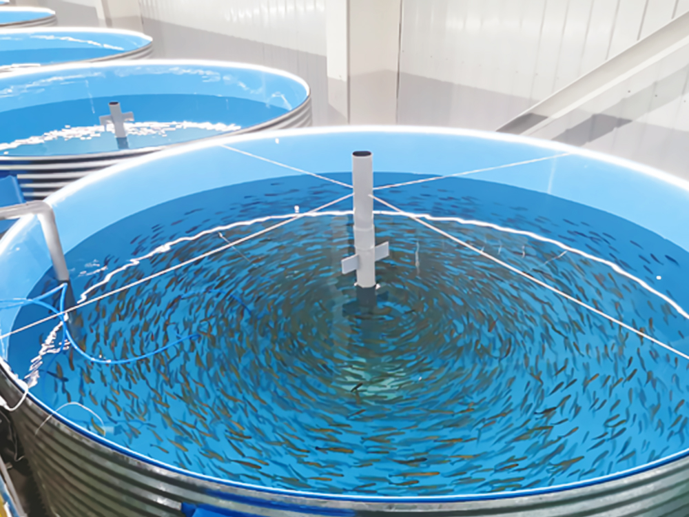 西藏亞?wèn)| - 亞?wèn)|鮭魚(yú)-淡水